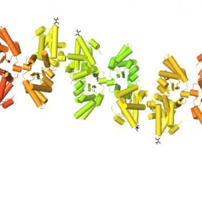 Hypothetical structural model of the assembly of TIR domains during signalling, from the SNC1 immunity receptor found in Arapidopsis plants. Individual subunits are shown in different colours, with β-strands shown as arrows and α-helices shown as cylinders.  Image: Bostjan Kobe.